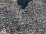 Grajewo ogłoszenia: Sprzedam drób tj;czubatki, silki, koguty duże.  Więcej... - zdjęcie